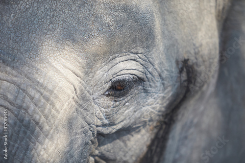 Elephant eye. Mana Pools National Park, Zimbabwe