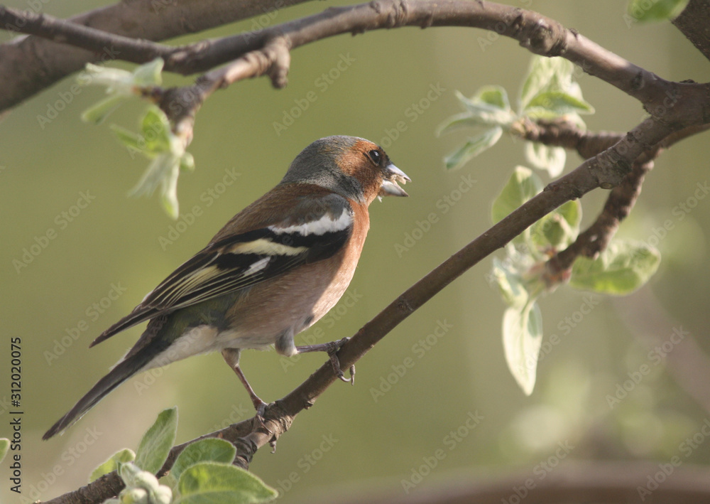 Fototapeta premium A Chaffinch Perched on a Branch in Spring