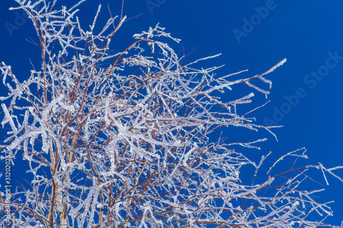 Bearch tree branches coveres with ice. Beautiful winter landscape. photo
