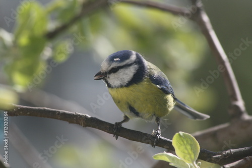 A Blue Tit on a Branch in Spring