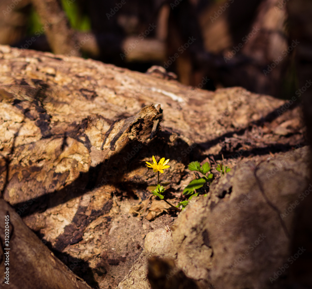 A small yellow flower growing out of an old tree stump in early spring in southern Sweden A small yellow flower growing out of an old tree stump in early spring in southern Sweden