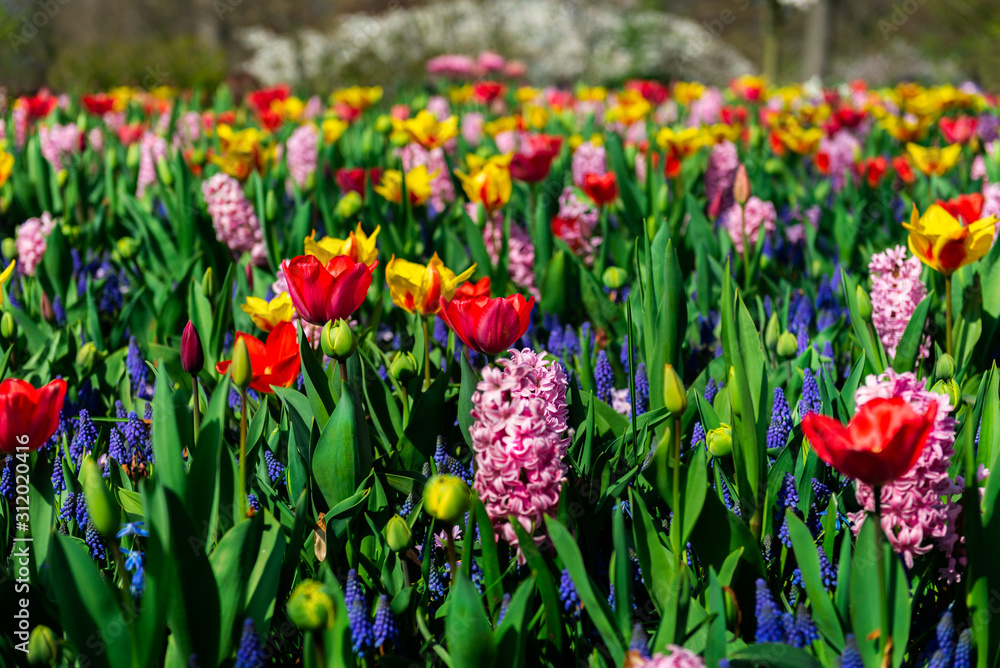 Flower gardens in the Netherlands during spring. Close up of blooming flowerbeds of tulips, hyacinths, narcissus Flower gardens in the Netherlands during spring. Close up of blooming flowerbeds of tulips, hyacinths, narcissus