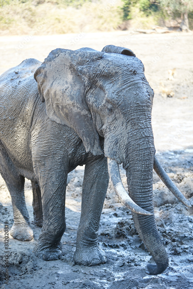 Fototapeta premium Elephant in Mana Pools National Park, Zimbabwe