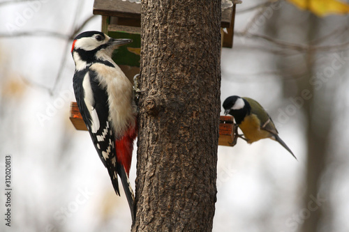 A Great Spotted Woodpecker and a Great Tit on a Tree