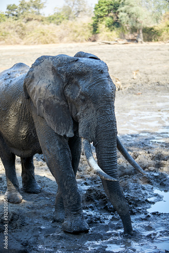 Elephant in Mana Pools National Park  Zimbabwe