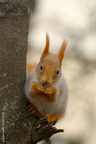 A Squirrel Eating Nut on a Tree in a Park
