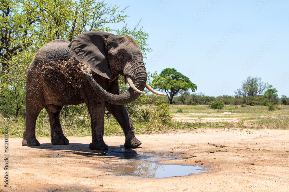 Fototapeta premium Elephant bull in the Kruger National Park in South Africa