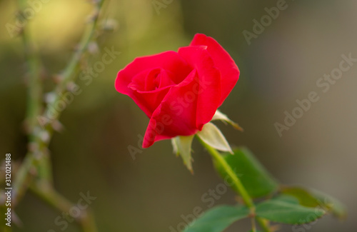 Fresh red rose in the garden, blurry stem with spines background.