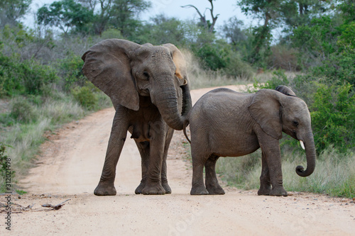 Elephant herd in the Kruger National Park in South Africa