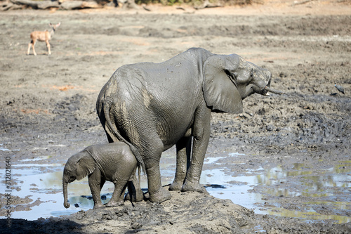Elephants in Mana Pools National Park  Zimbbwe