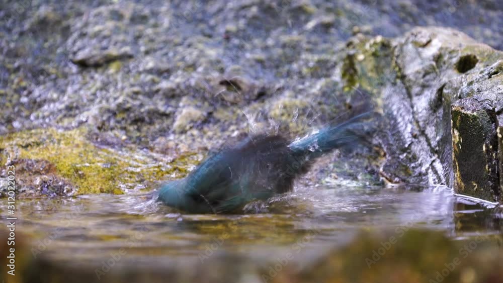 Beautiful blue bird Hainan Blue Flycatcher bird playing in the water, in a small basin. (Scientific name: Cyanoptila cumatilis .) Beautiful blue bird Hainan Blue Flycatcher bird playing in the water, in a small basin. (Scientific name: Cyanoptila cumatilis .)