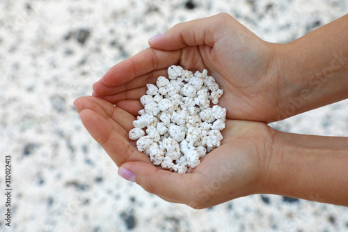 White coral scraps who look like popcorn holds by hands in Playa de Majanicho, Fuerteventura, Spain © zigres