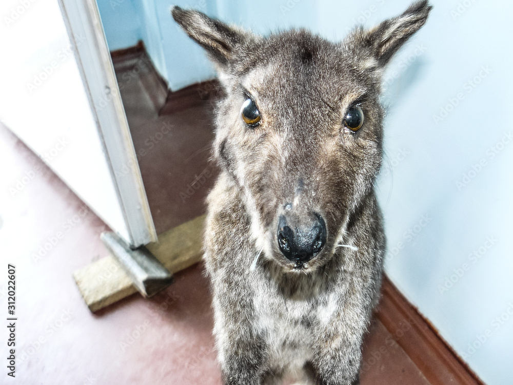 Fototapeta premium Kangaroo in the human dwelling