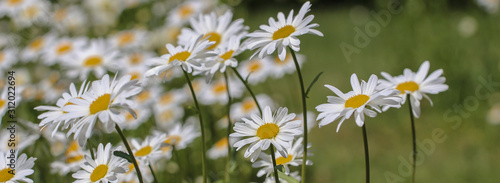 Photos Margeriten im Sommer