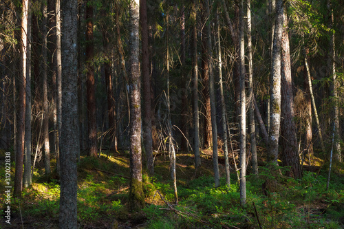 Intimate view inside the pine forest, Scandinavia. © yegorov_nick