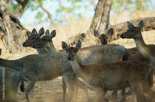 Fototapeta Naklejka Na Ścianę i Meble -  Java deer (Deer timorensis) is a type of deer that is endemic to the islands of Java, Bali and Timor (including Timor Leste) in Indonesia.