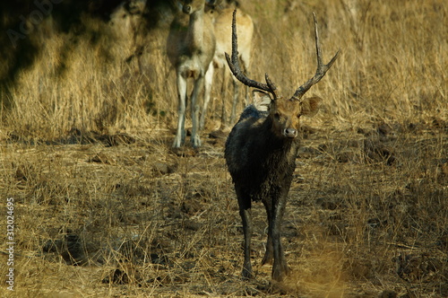 Fototapeta Naklejka Na Ścianę i Meble -  Java deer (Deer timorensis) is a type of deer that is endemic to the islands of Java, Bali and Timor (including Timor Leste) in Indonesia.