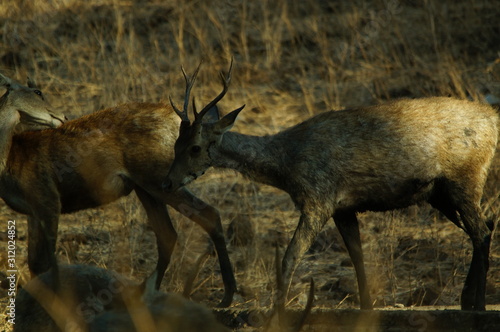 Fototapeta Naklejka Na Ścianę i Meble -  Java deer (Deer timorensis) is a type of deer that is endemic to the islands of Java, Bali and Timor (including Timor Leste) in Indonesia.