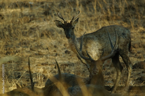 Fototapeta Naklejka Na Ścianę i Meble -  The Javan rusa or Sunda sambar (Rusa timorensis) is a deer species that is endemic to the islands of Java, Bali and Timor (including Timor Leste) in Indonesia.