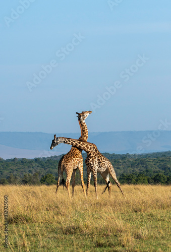 Two Giraffes fighting for a chance of right to mate in the herd inside Masai Mara National Reserve during a wildlife safari