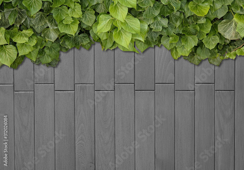 Wood planks covered by green leaves. Green ivy leaves climbing on wooden fence. Natural background texture.