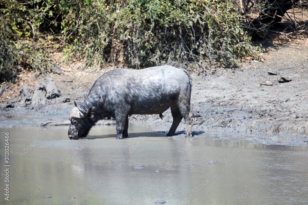 Buffalo in Mana Pools National Park, Zimbabwe Buffalo in Mana Pools National Park, Zimbabwe