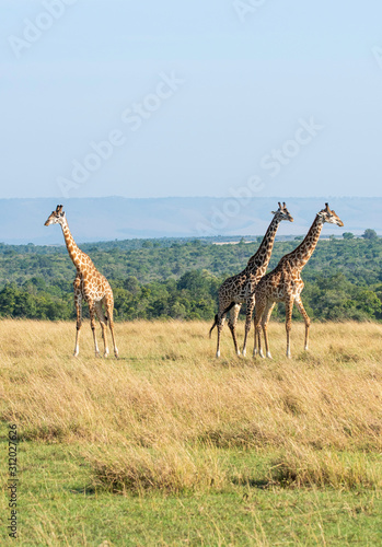 A herd of giraffes walking in the plains of Africa inside Masai Mara National Reserve during a wildlife safari