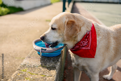 Labrador dog drinks water from a bowl on the street. Dog drinking water.