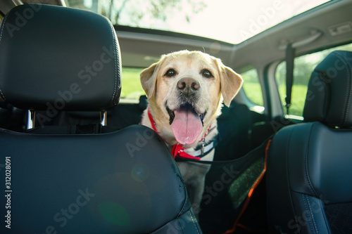 Carriage of a dog in a car. Car cover for animals. Dog in the car. Labrador travels. © Anna Belova