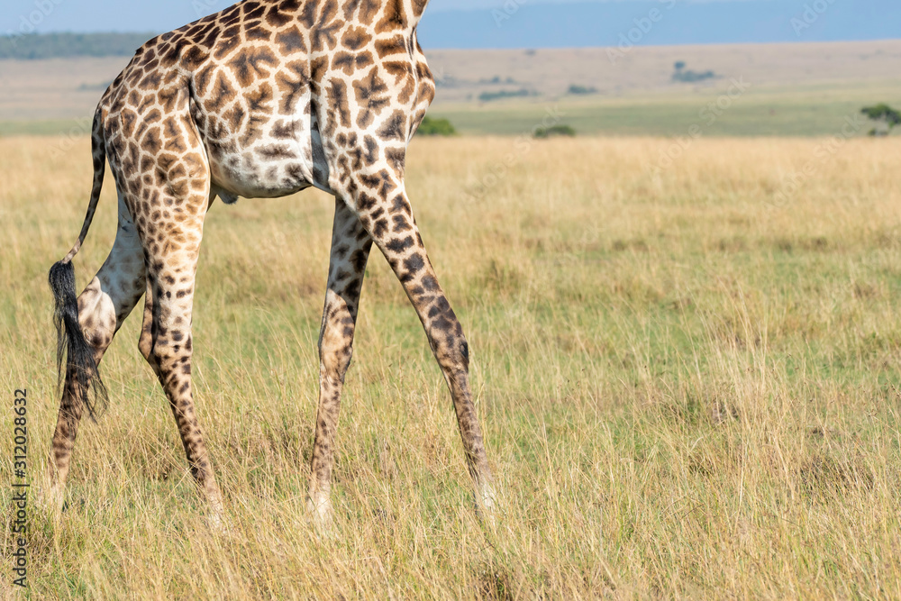 Closeup of Giraffe legs while grazing in the plains of africa inside Masai Mara National Reserve during a wildlife safari Closeup of Giraffe legs while grazing in the plains of africa inside Masai Mara National Reserve during a wildlife safari