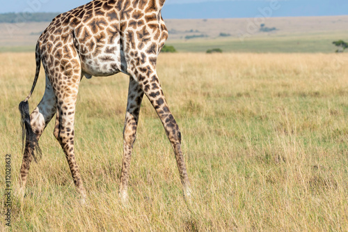 Photography Closeup of Giraffe legs while grazing in the plains of africa inside Masai Mara