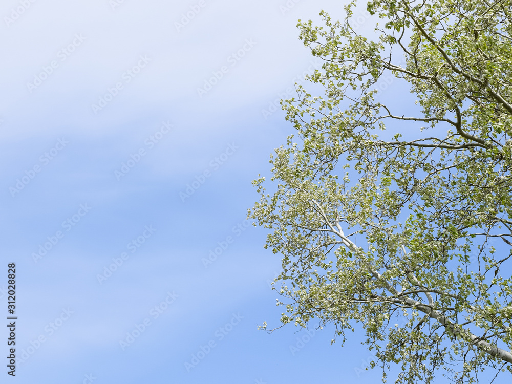 Silver poplar against the sky. Recently bloomed buds and young l Silver poplar against the sky. Recently bloomed buds and young l