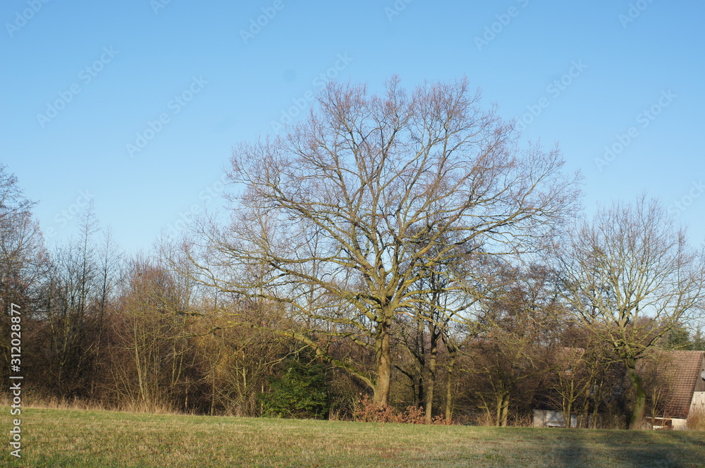 Kastanienbaum ohne Blätter