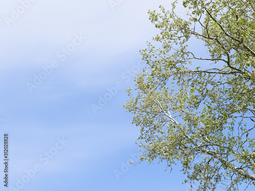 Silver poplar against the sky. Recently bloomed buds and young l