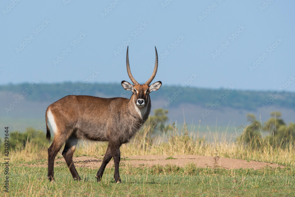 A male waterbuck grazing in the plains of Africa inside Masai Mara National Reserve during a wildlife safari A male waterbuck grazing in the plains of Africa inside Masai Mara National Reserve during a wildlife safari