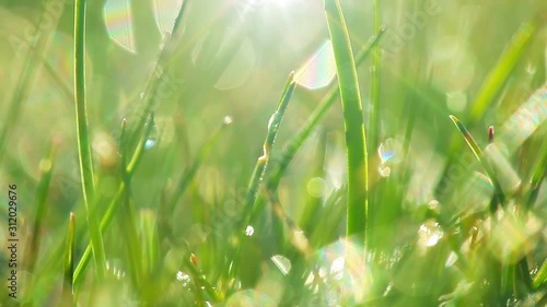drops of dew on a green grass. timelapse.