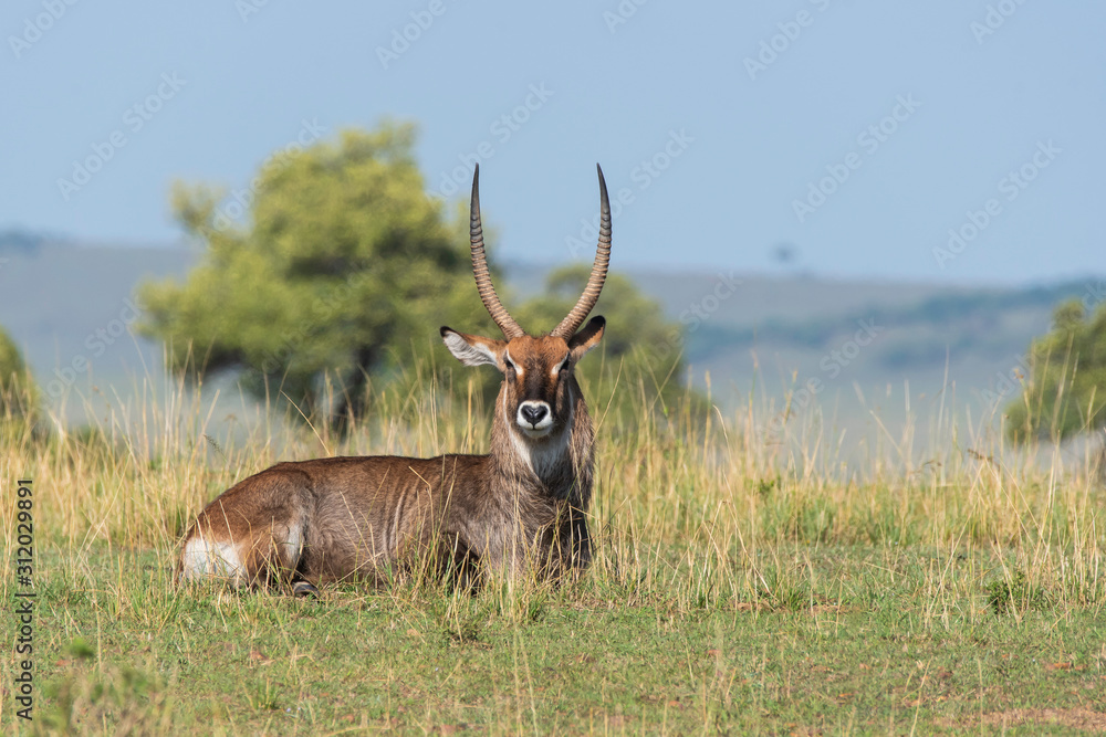 Obraz premium A male waterbuck grazing in the plains of Africa inside Masai Mara National Reserve during a wildlife safari