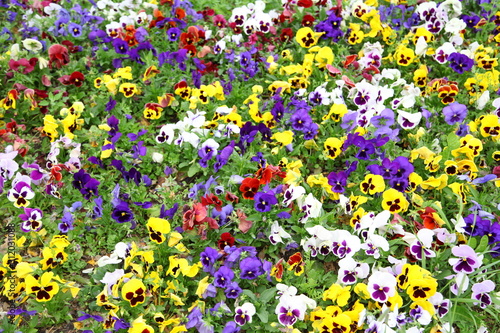Colorful viola tricolor pansy, flowerbed © Suwit