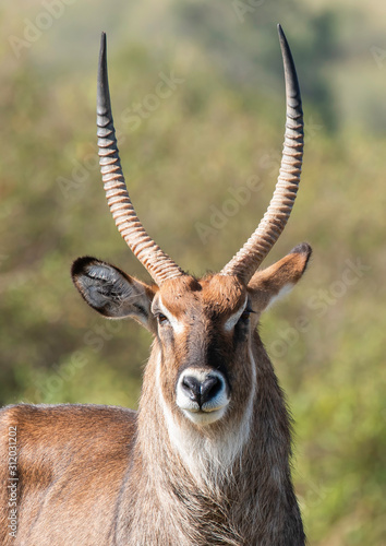 A male waterbuck grazing in the plains of Africa inside Masai Mara National Reserve during a wildlife safari photo