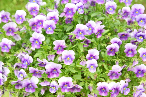 viola tricolor pansy  flowerbed