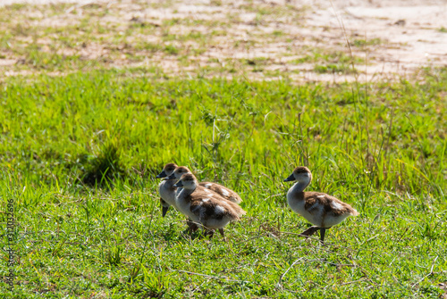 A family of Egyptian goose and ducklings near a stream inside Masai Mara National Reserve during a wildlife safari photo