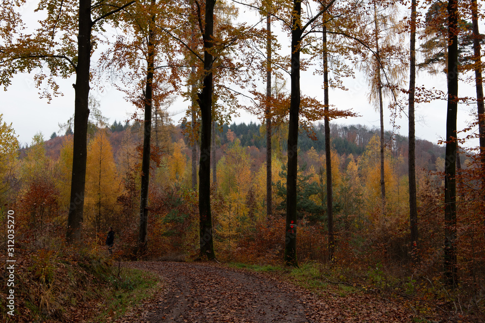 Fototapeta premium Wald in Schwäbisch Hall im Herbst 2019