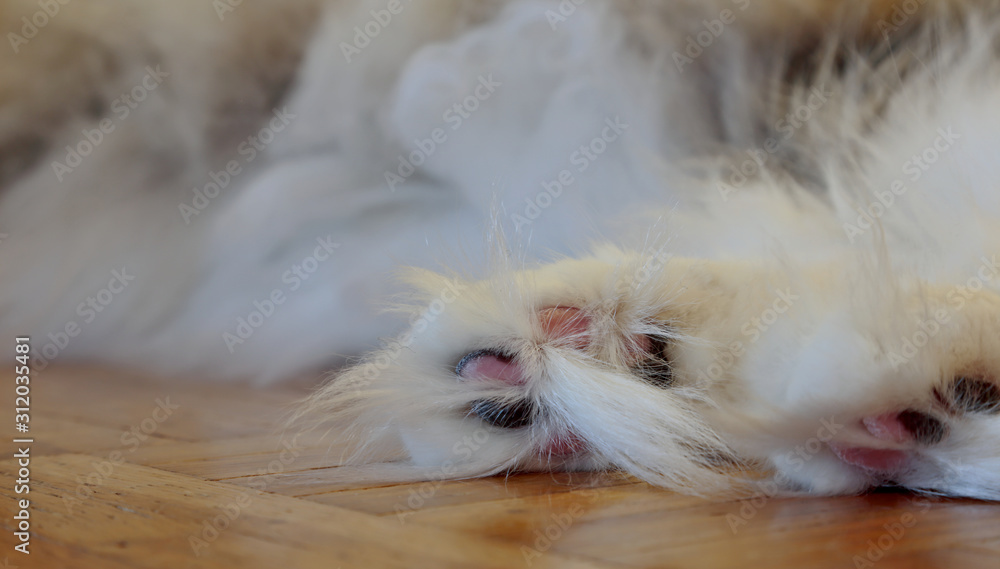 A hairy paw of a norwegian forest cat