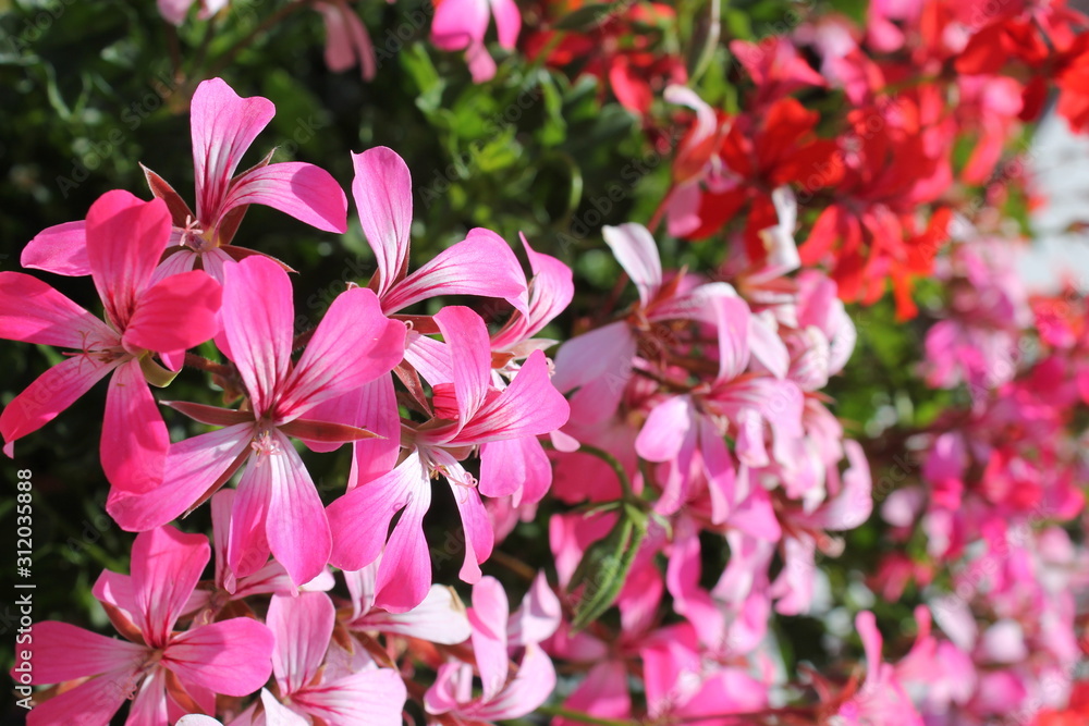 Blumen Blumen