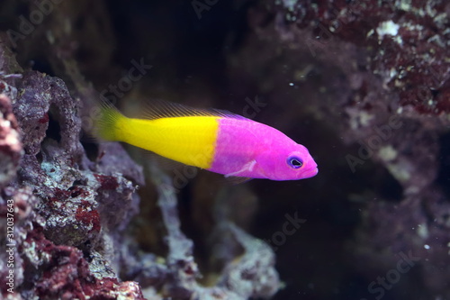 Pseudochromis paccagnellae. Royal dottyback among the reefs photo