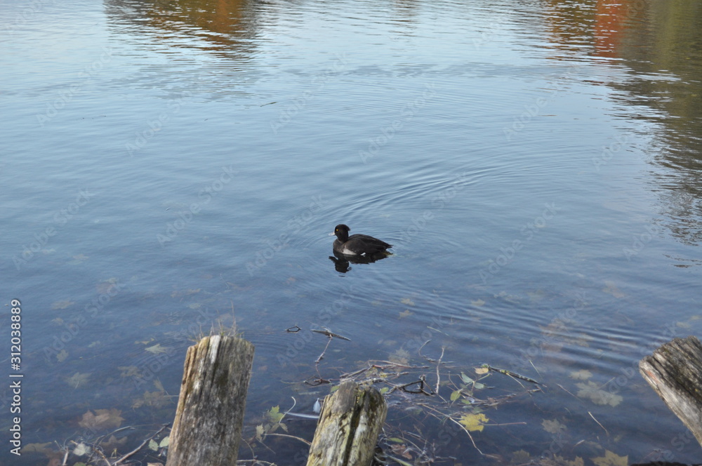 Photo of a beautiful evening landscape. Photo of a beautiful evening landscape. A pond with soft ripples in the water and a wild duck Photo of a beautiful evening landscape. Photo of a beautiful evening landscape. A pond with soft ripples in the water and a wild duck