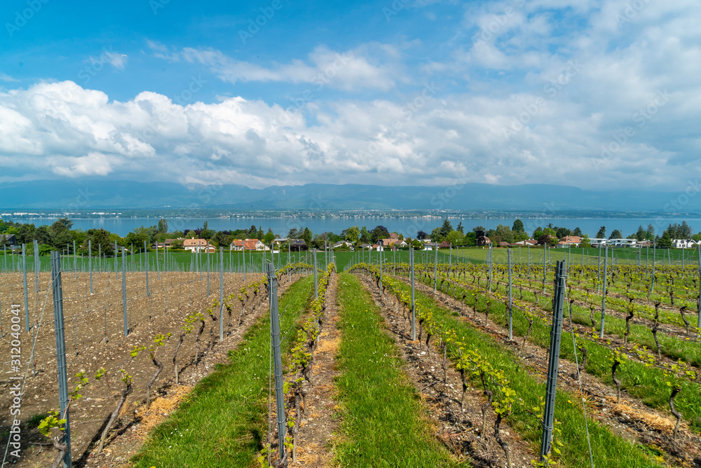 Beautiful terraced vineyards village Yvoire near the Lake Geneva, France in spring. 