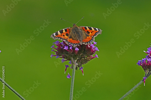 Small Tortoiseshell butterfly on a Verbena Bonariensis in a cottage garden photo