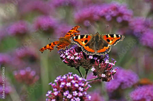 The Comma butterfly and a Tortoiseshell butterfly in a cottage garden photo