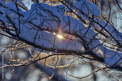 branches of trees covered with snow in winter.